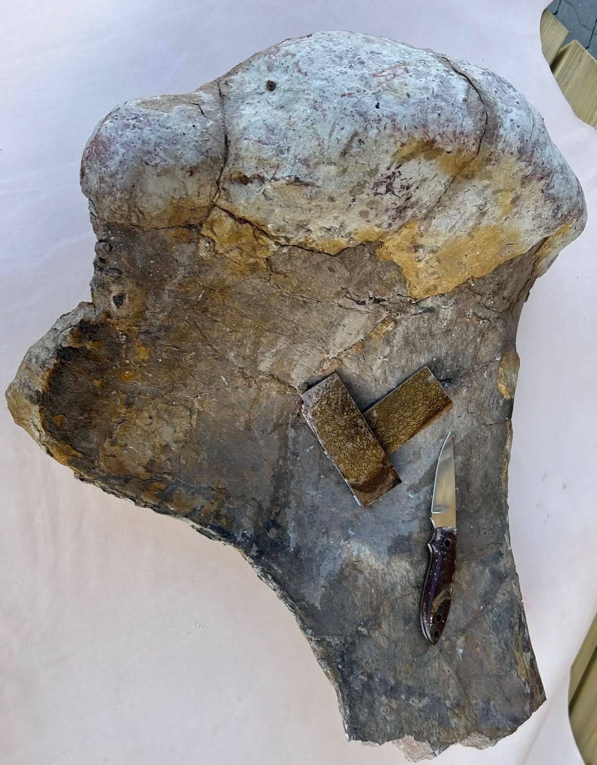 Dinosaur Fossil D10