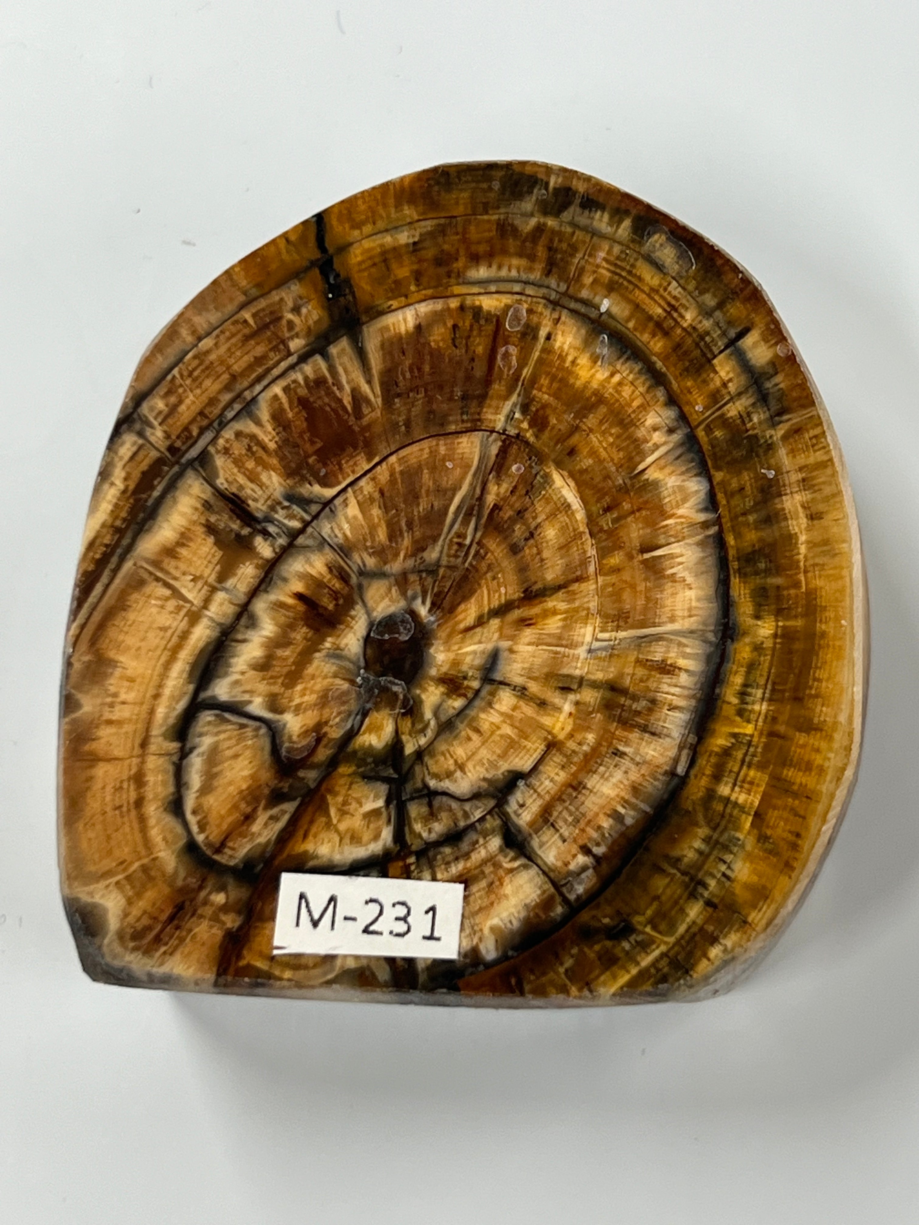 Mammutbeteämne M231