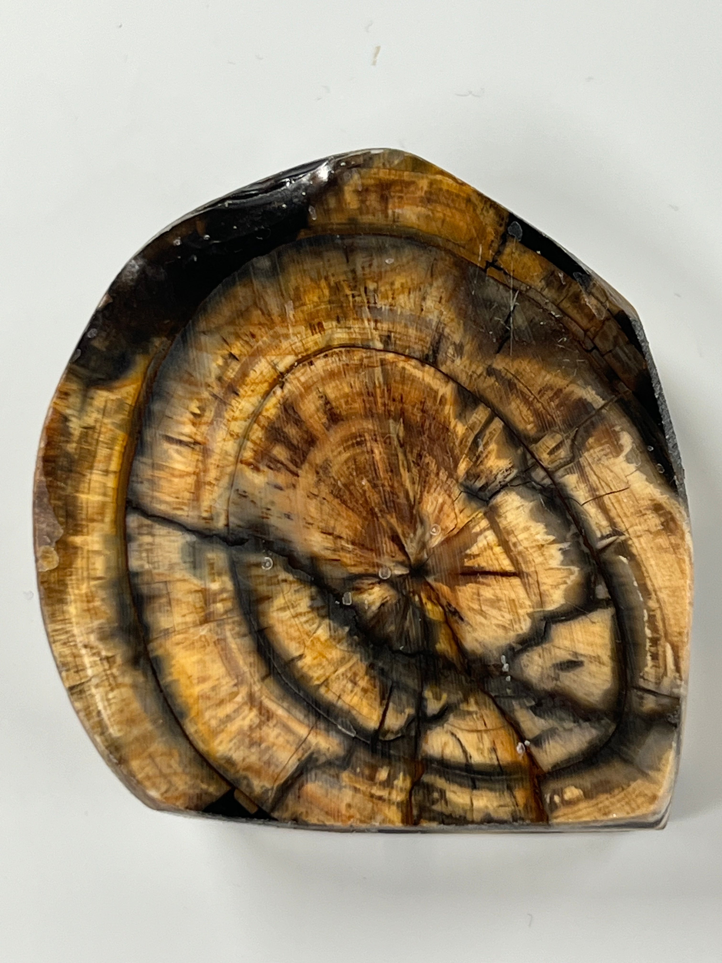 Mammutbeteämne M231