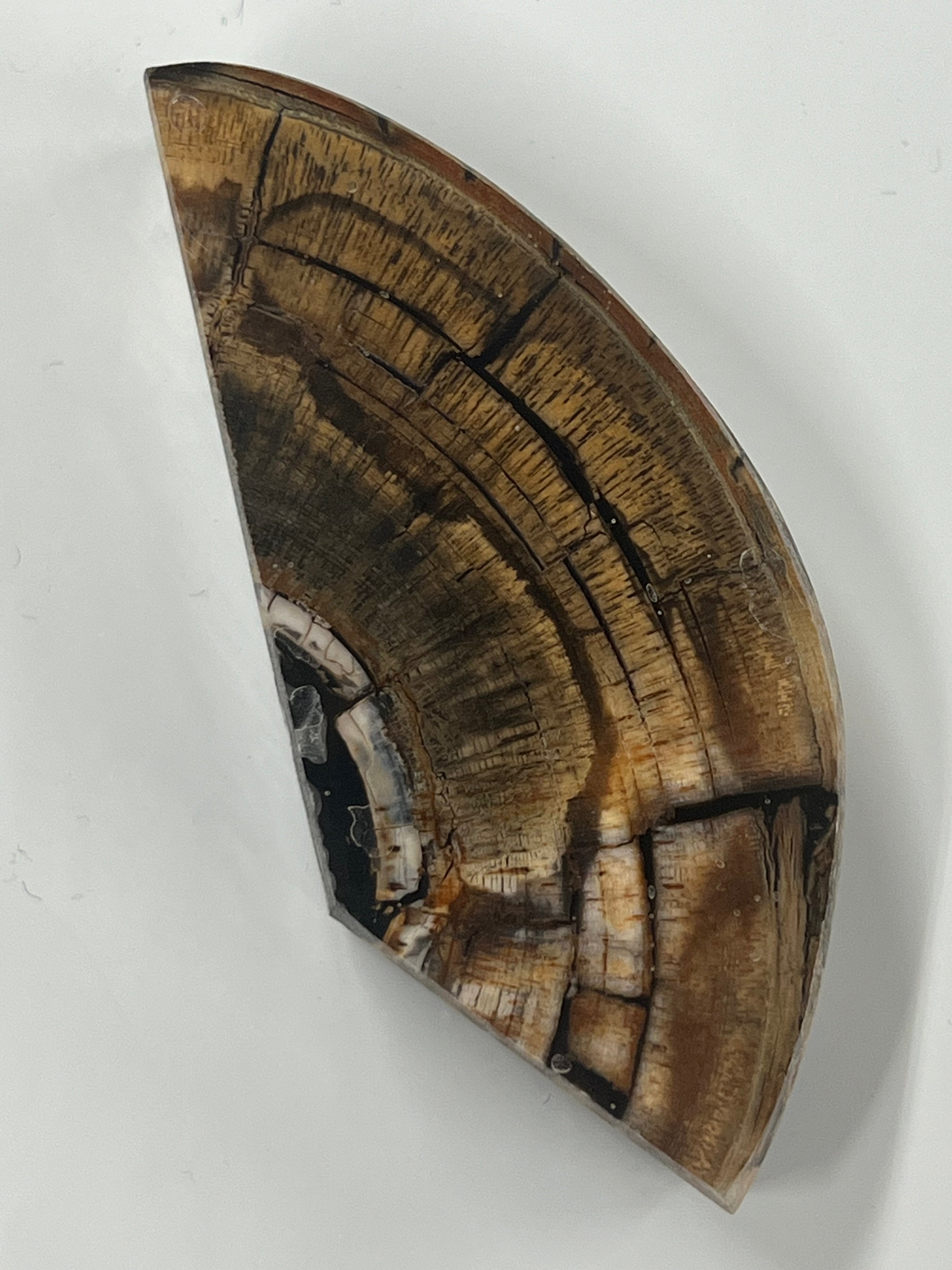 Mammutbeteämne M238