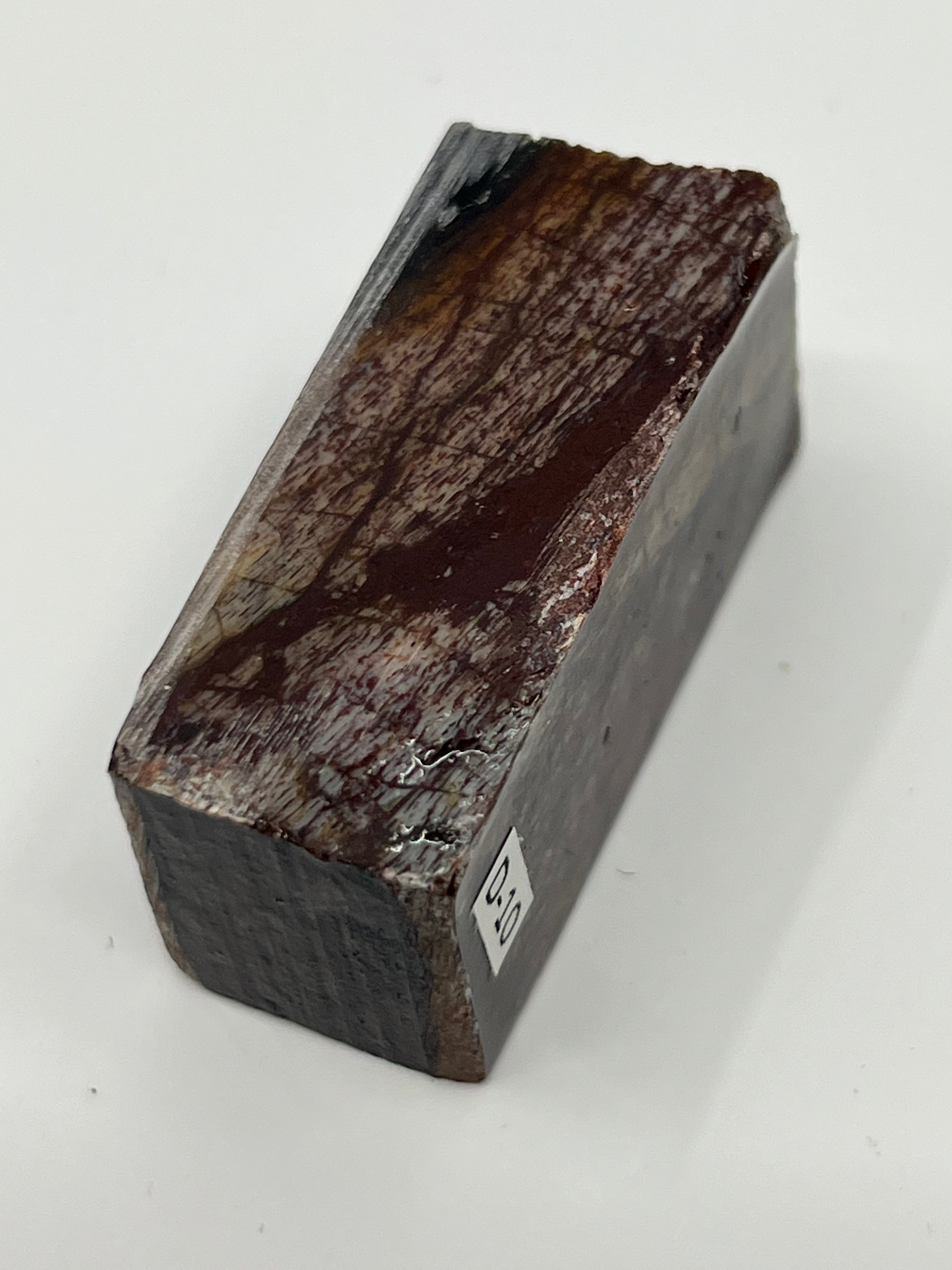 Dinosaur Fossil D10
